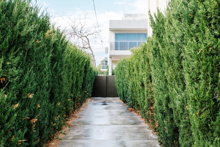 A paved driveway leading to a dark gate, framed by tall, dense evergreen hedges on both sides.