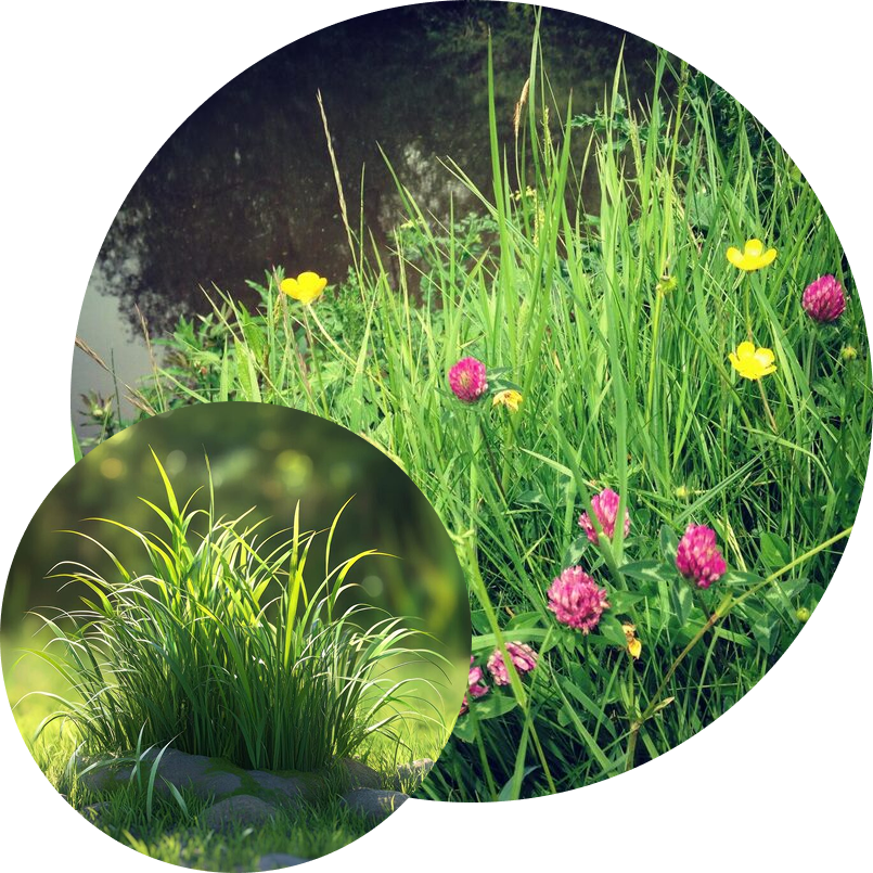 Beautiful ornamental grass planting designed by SGJ Landscaping in Honesdale, PA, featuring lush green blades and a cluster of vibrant wildflowers along a pond edge.