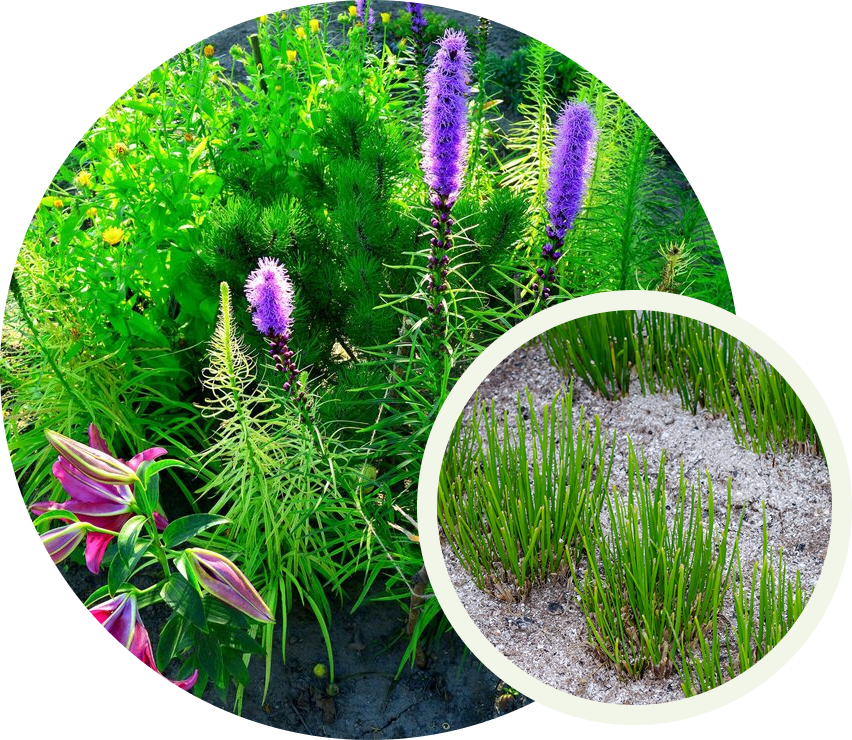 Ornamental grass planting project by SGJ Landscaping in Honesdale, PA, showcasing young green shoots growing in sandy soil.