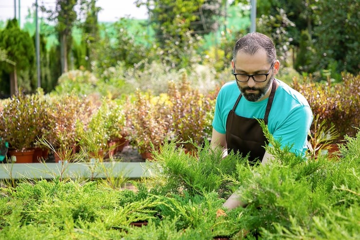 Landscaper installing decorative ornamental grasses in a residential garden bed.