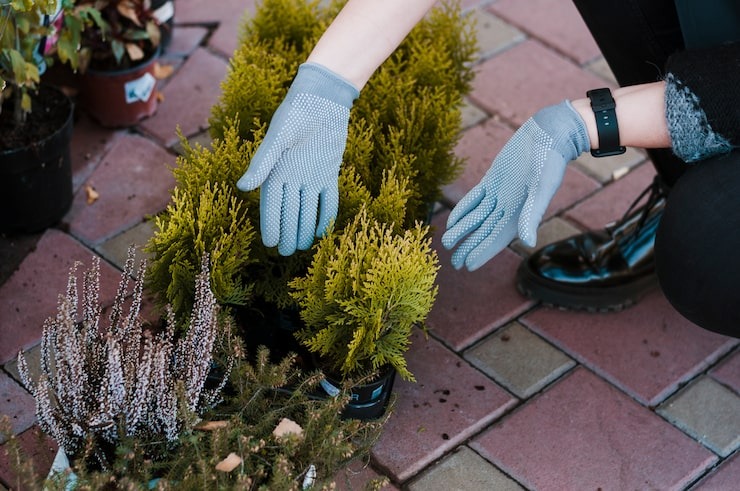 Hands planting accent ornamental grasses in a garden bed with pavers.