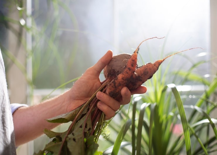 Close up of gardener holding plant roots before transplanting into garden soil.