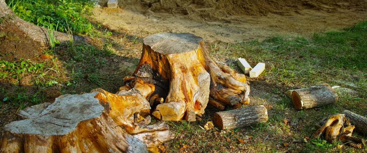 Two large tree stumps and several cut logs lie on green grass with some dirt in the background.