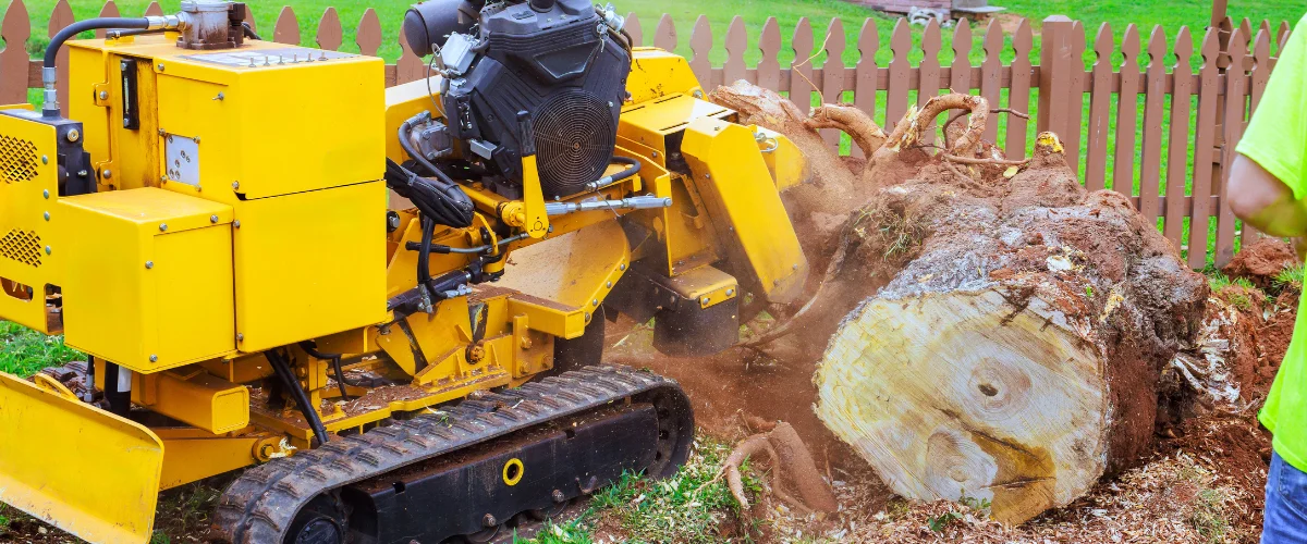 A yellow stump grinder machine actively breaking down a large tree stump and its roots into wood chips.