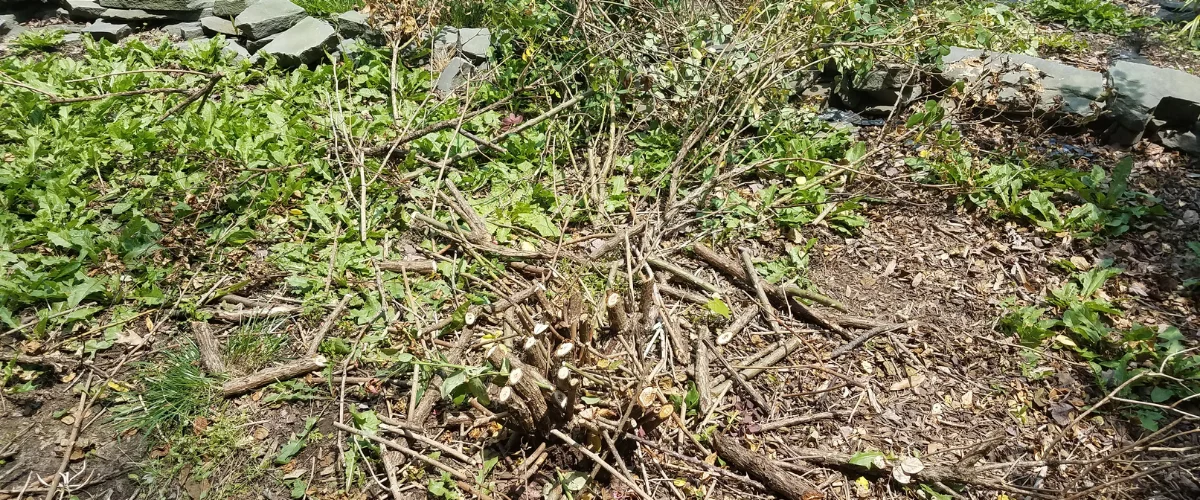 A close-up view of freshly cut branches and green weeds on a garden floor after pruning. A close-up view of freshly cut branches and green weeds on a garden floor after pruning.