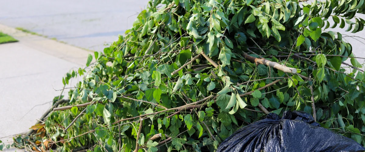 A large pile of freshly cut green tree branches and leaves next to a black trash bag on the ground. A large pile of freshly cut green tree branches and leaves next to a black trash bag on the ground.
