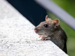 in Calhoun County, IA