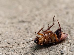 in Buena Vista County, IA