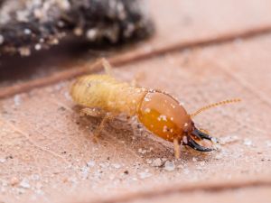 in Buena Vista County, IA