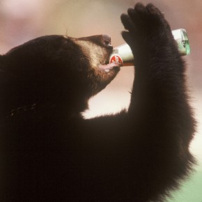 Dr. Pepper Bear
