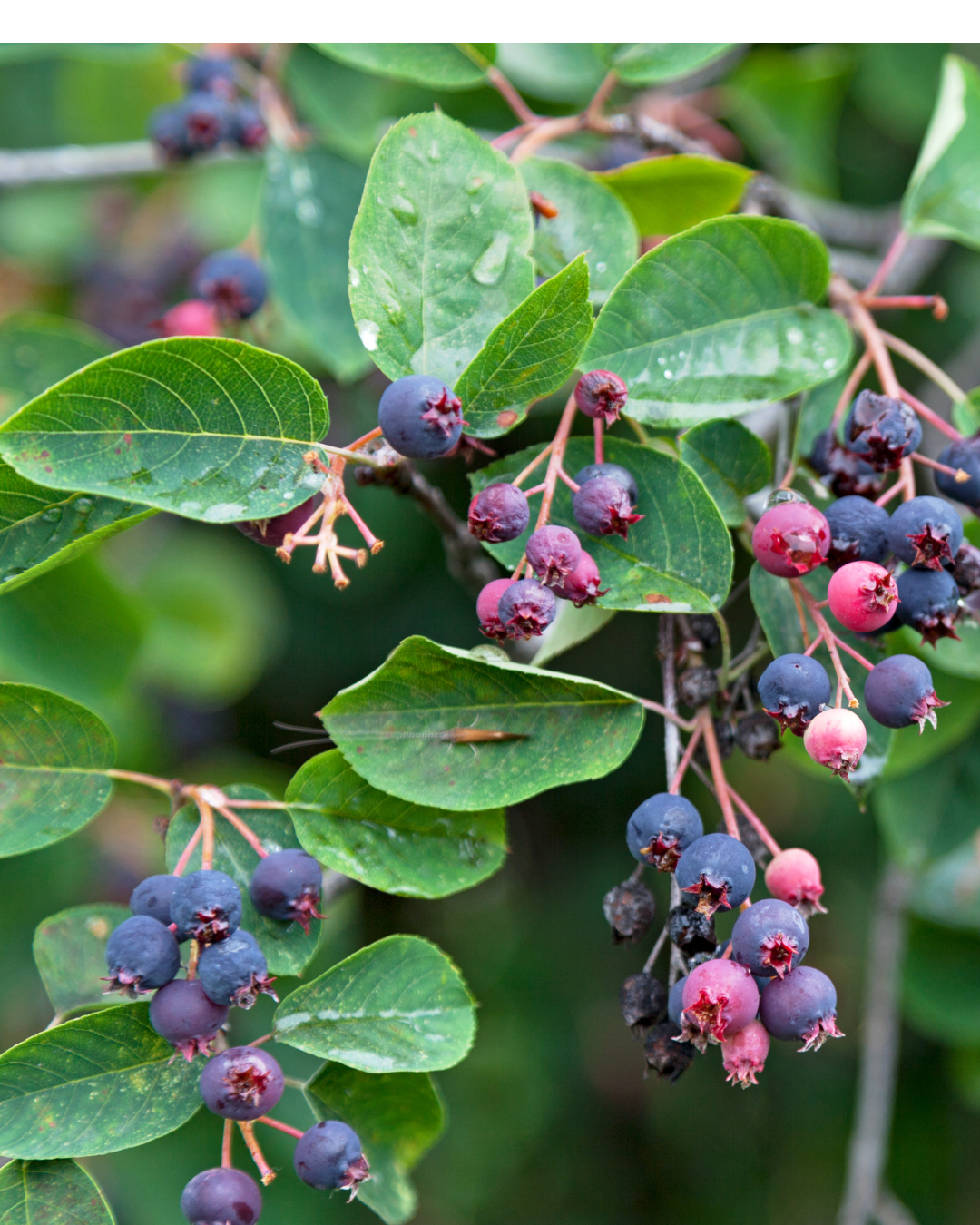 Wild Berry Pack
