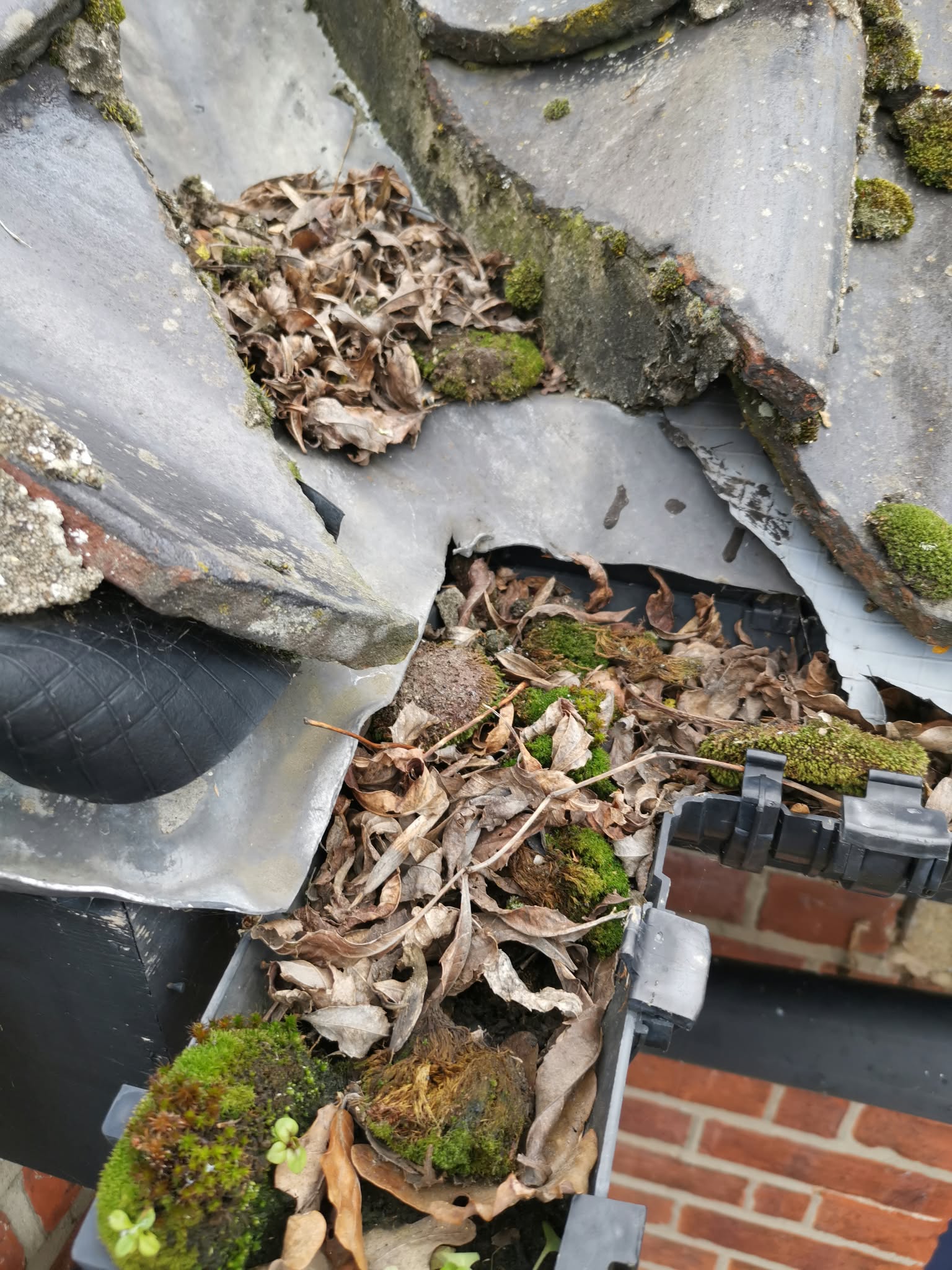 Blocked gutter corner full of leaves and moss