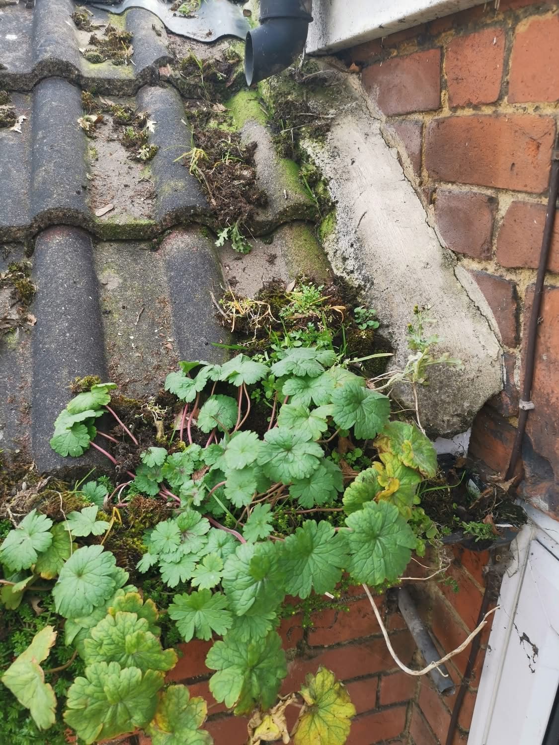 Gutter overgrown with plants and moss before cleaning