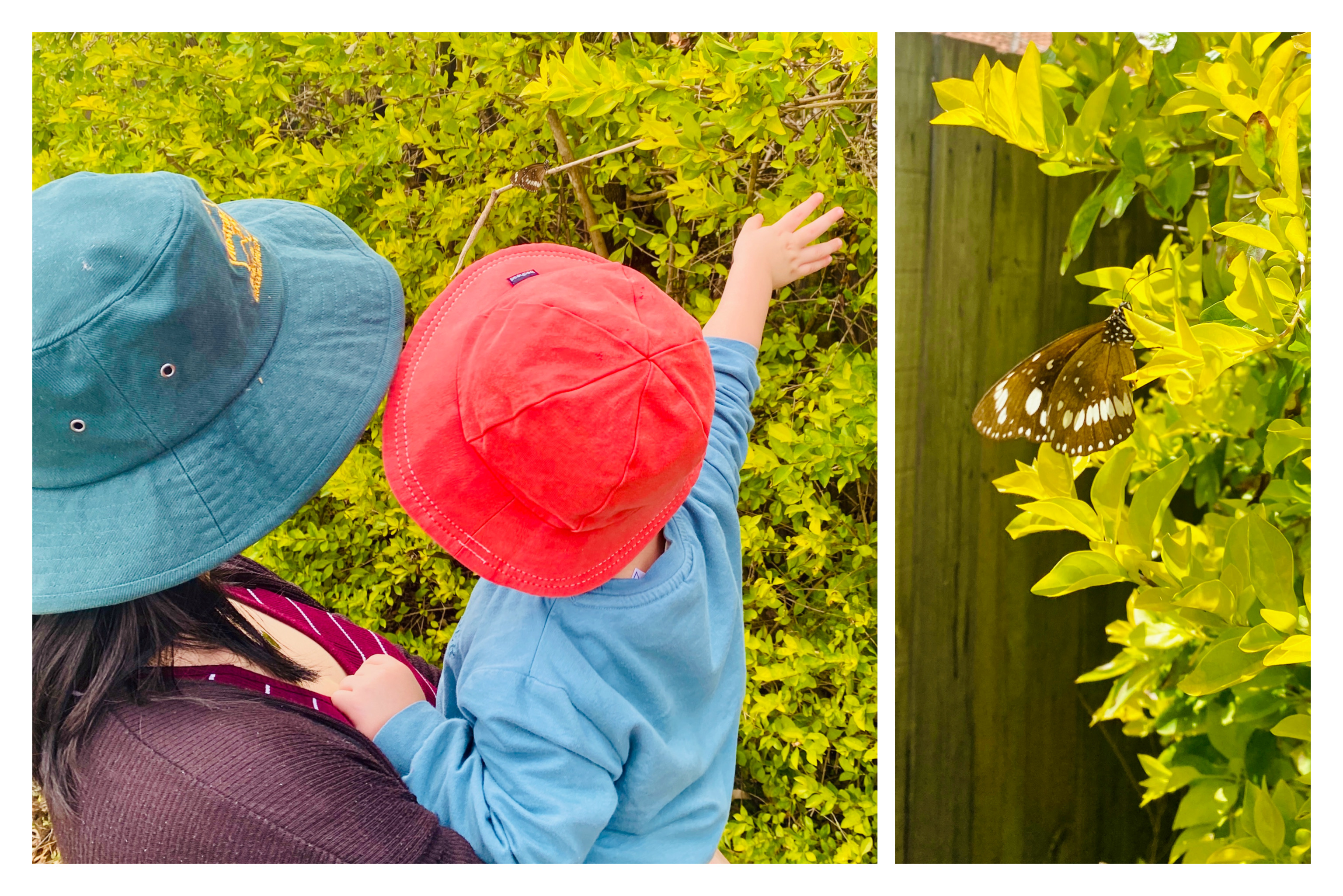 Mother and child looking at a butterfly on a hedge