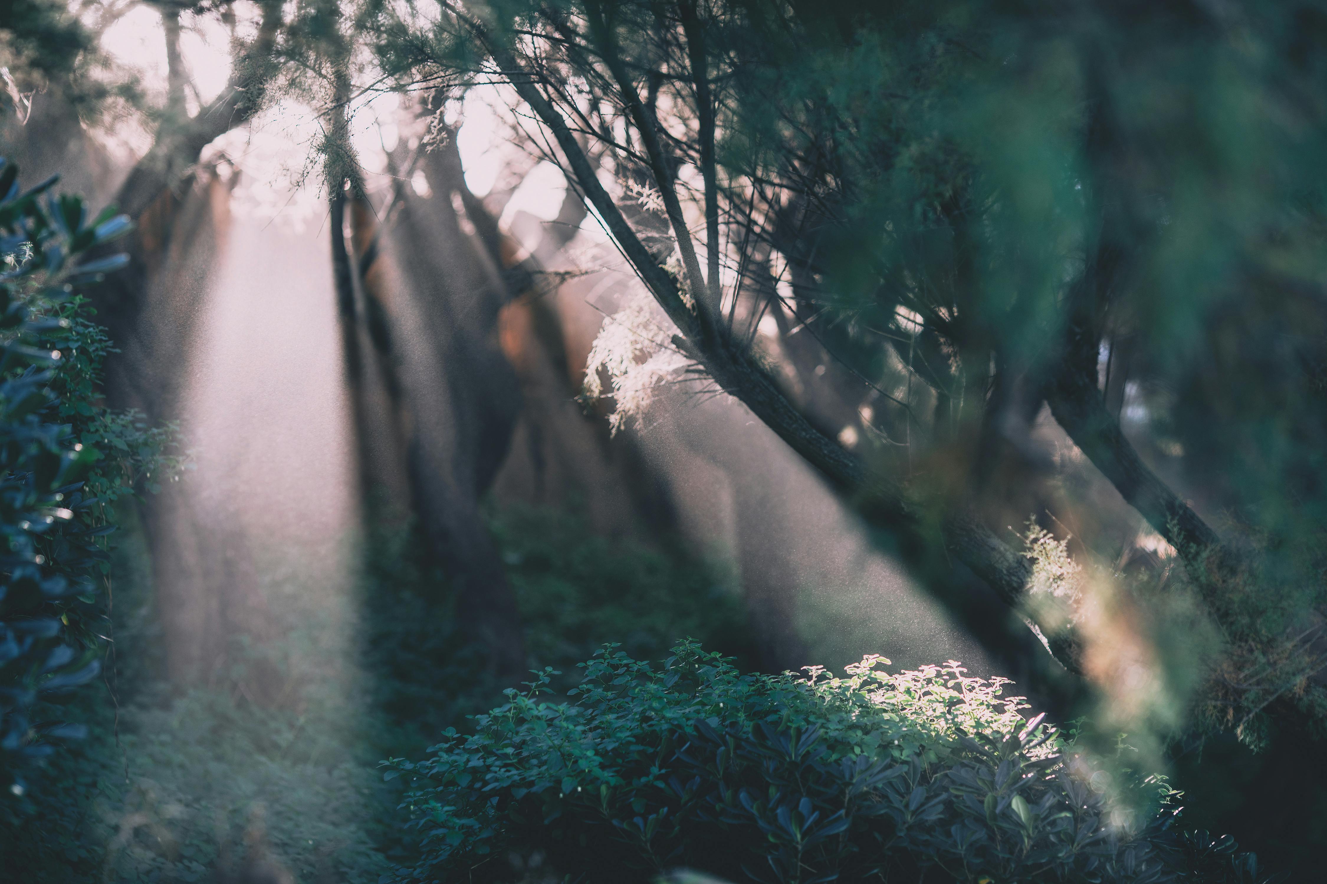 Depiction of the garden of gethsemane with light shining through the trees