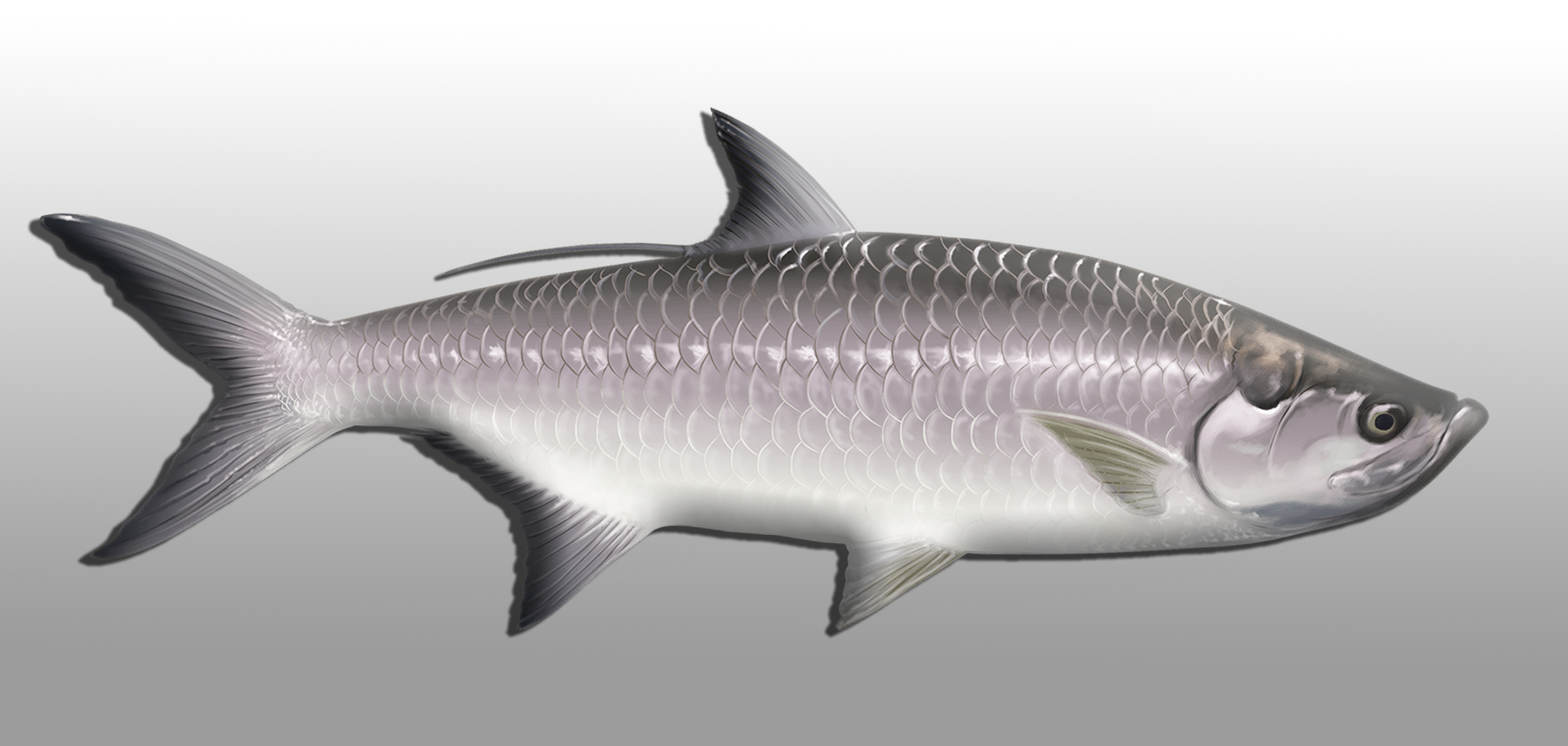 The Silver King, Atlantic Tarpon
