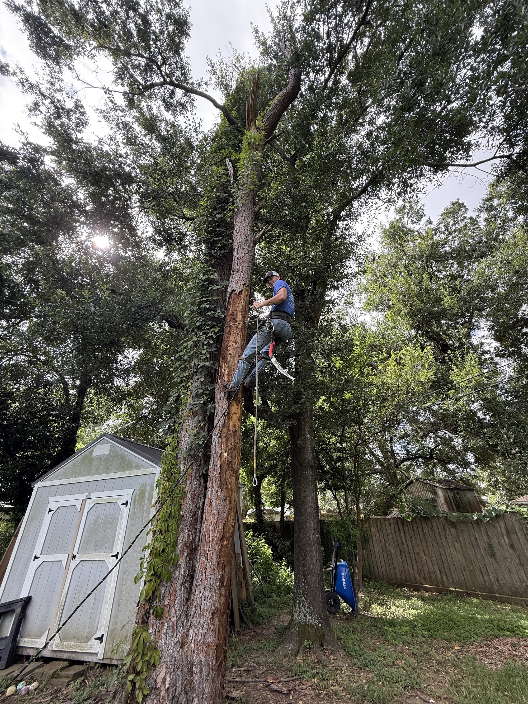 Tree Removal in Katy