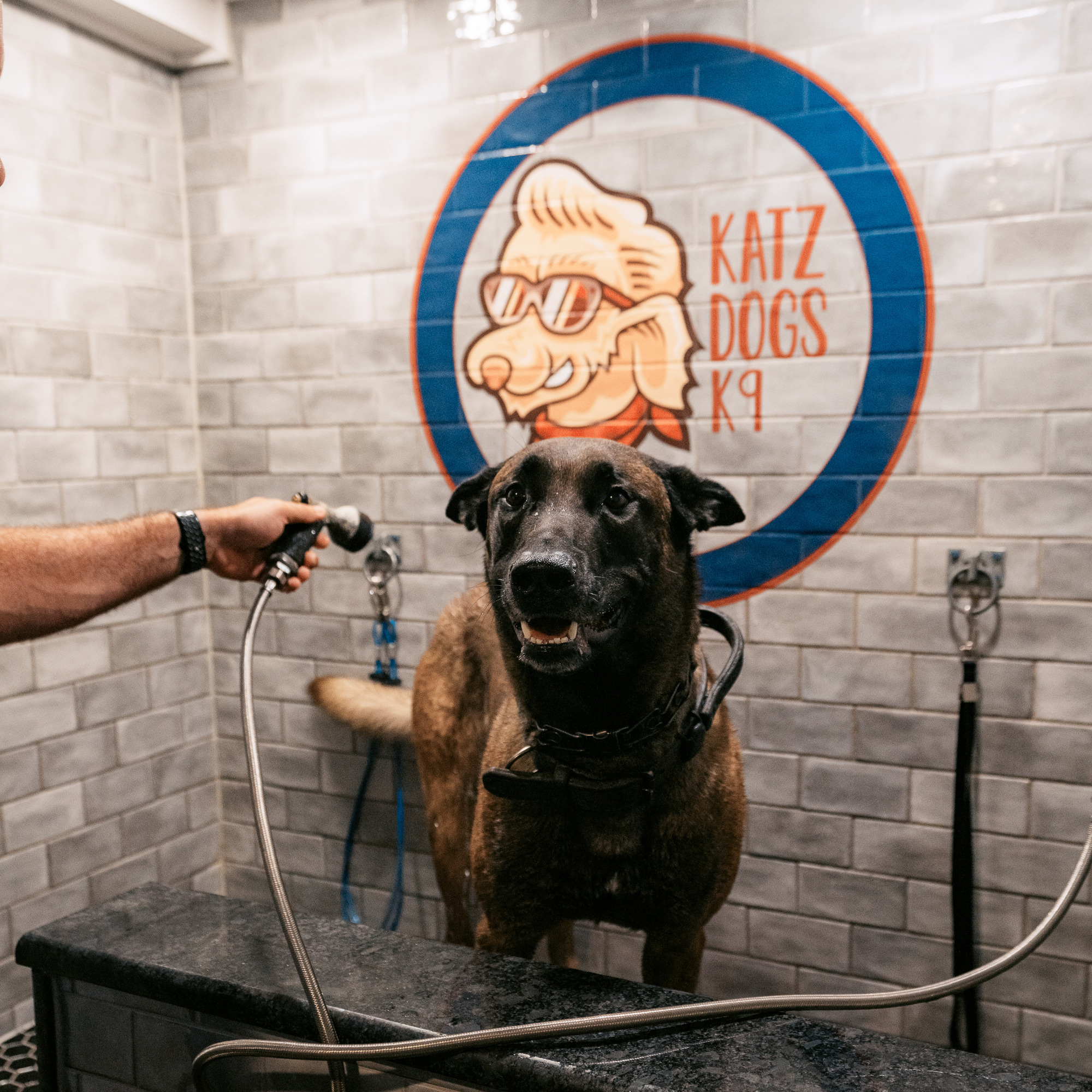 Small dog being groomed