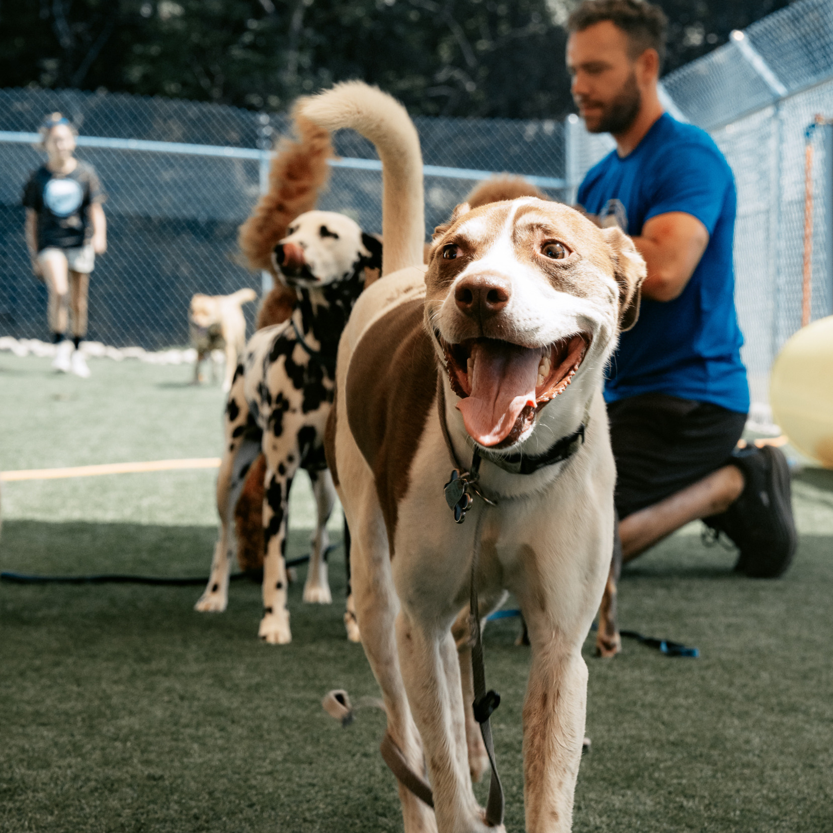 Dogs playing at daycare