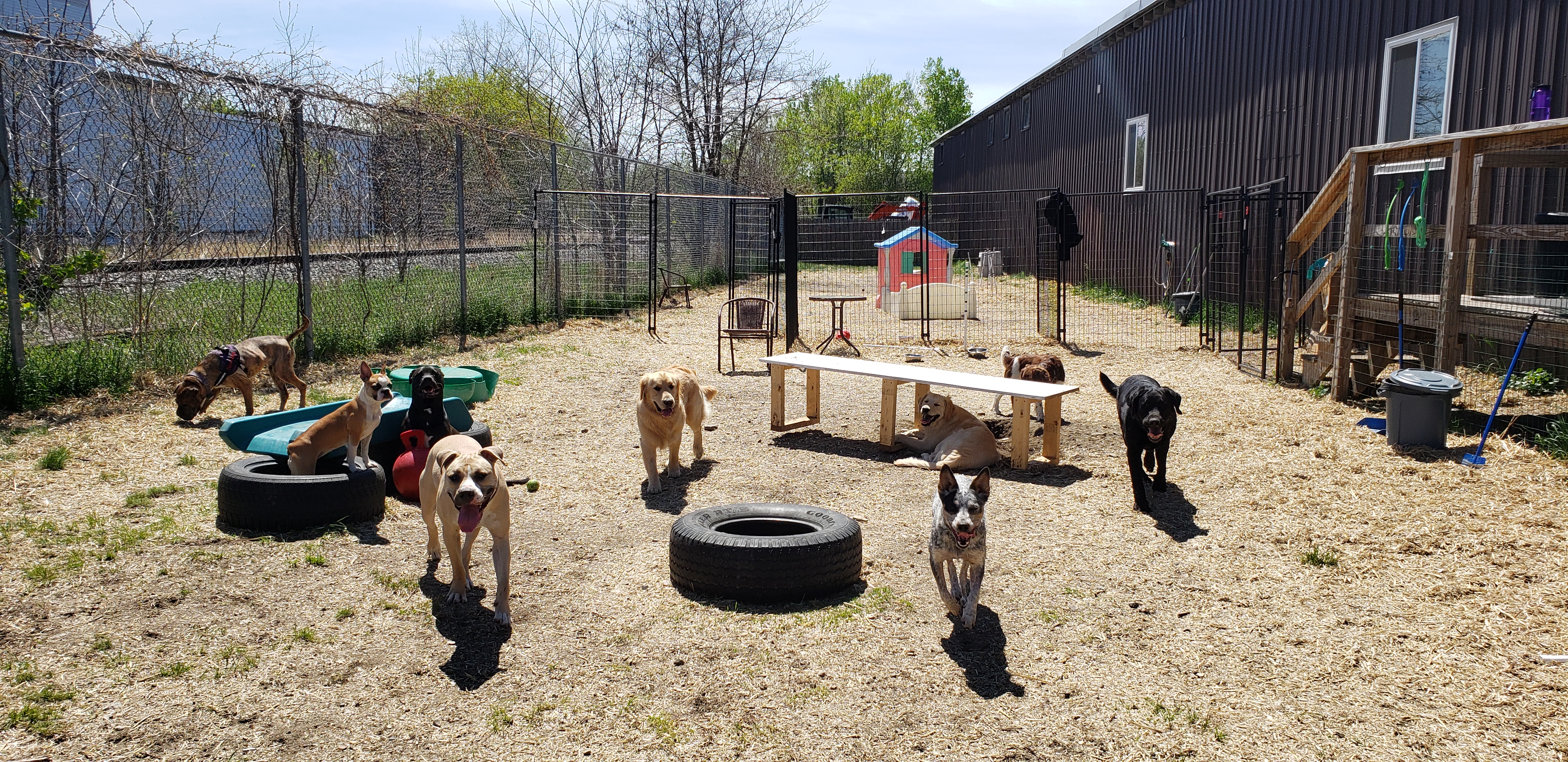 Dog behavior training