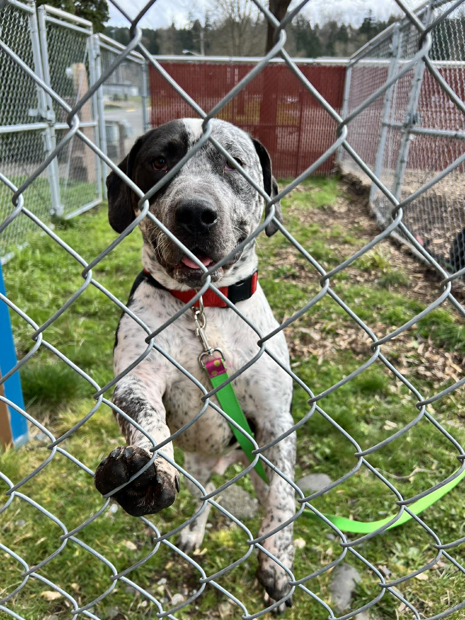 Shelter dogs in playgroup