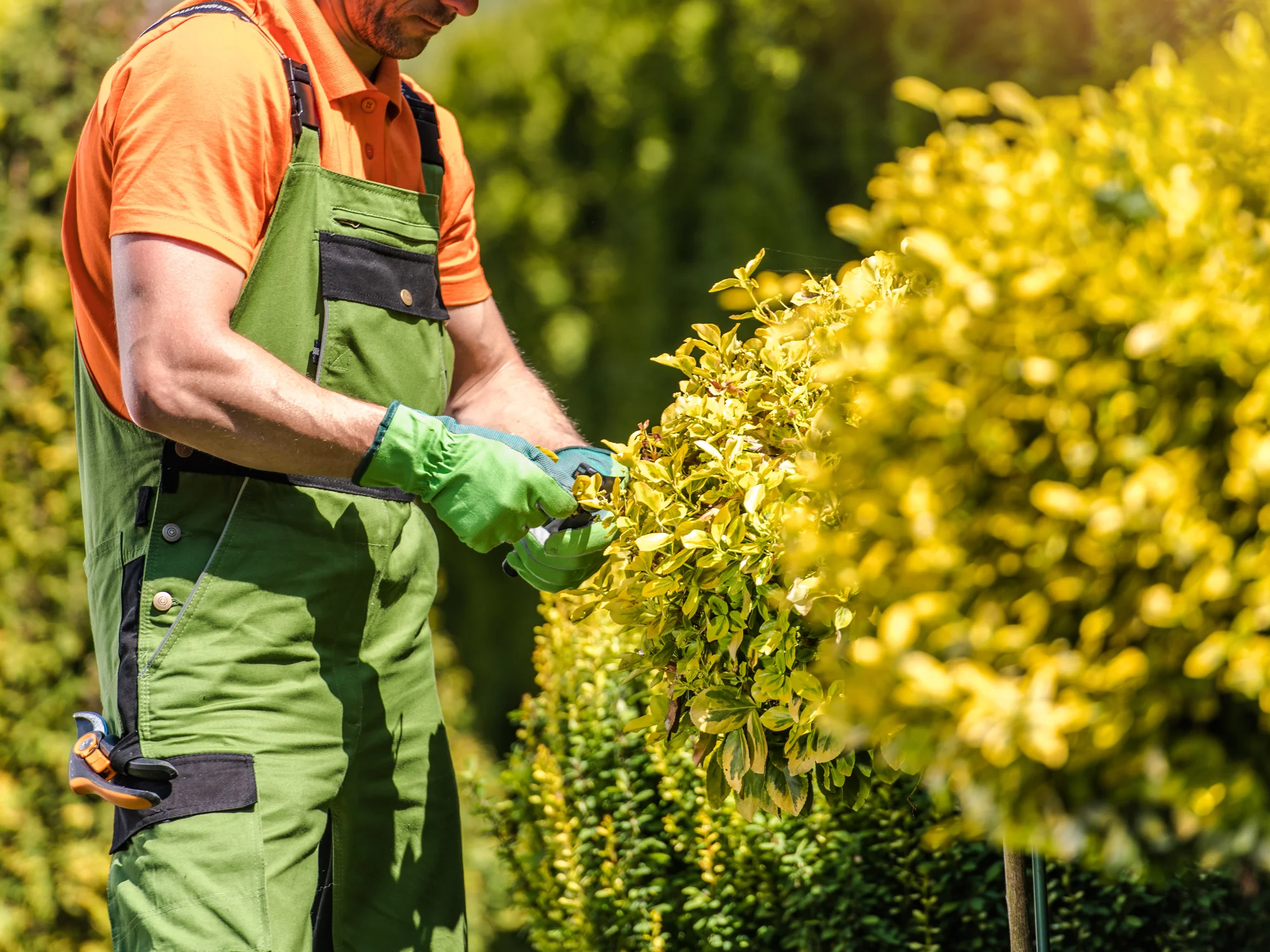 Shrub Pruning