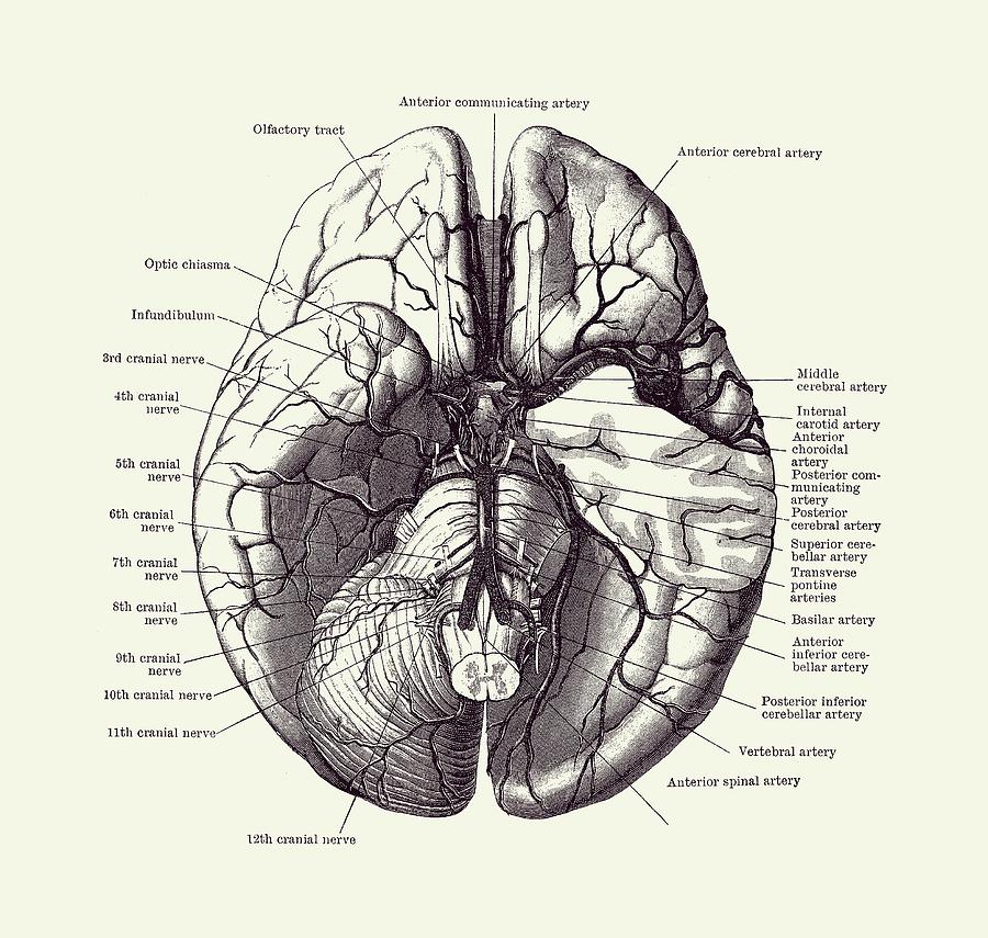 herniated disc