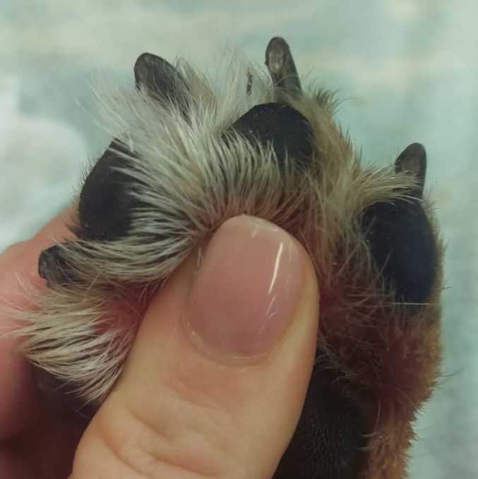  Pet Nursing Services