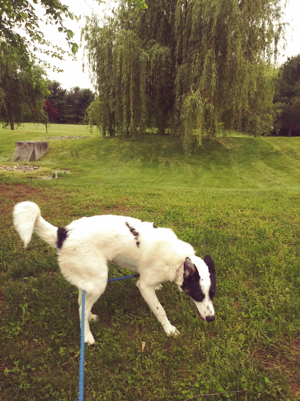 Dog Daycare Seaville