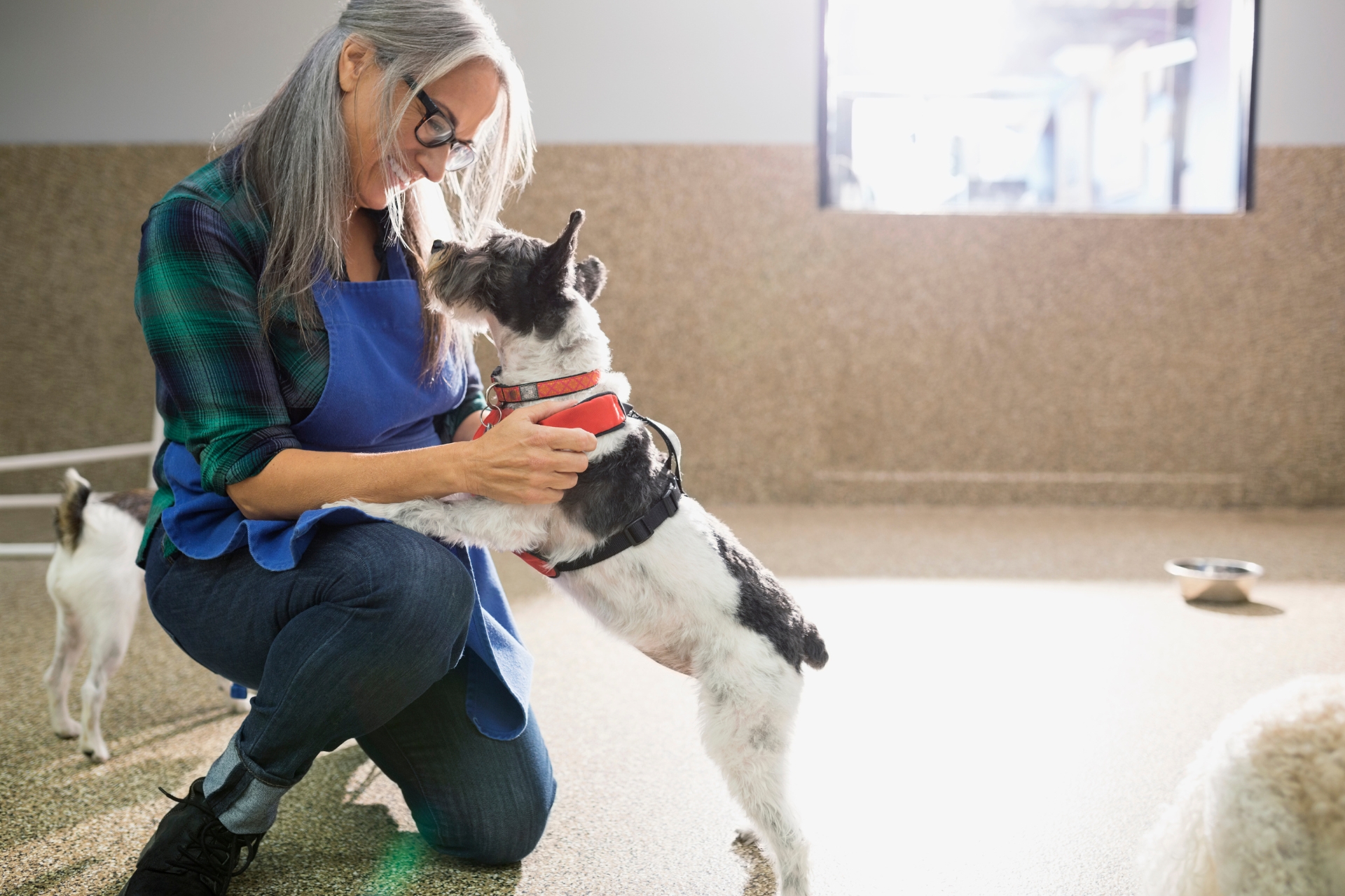Cat Boarding in Seaville