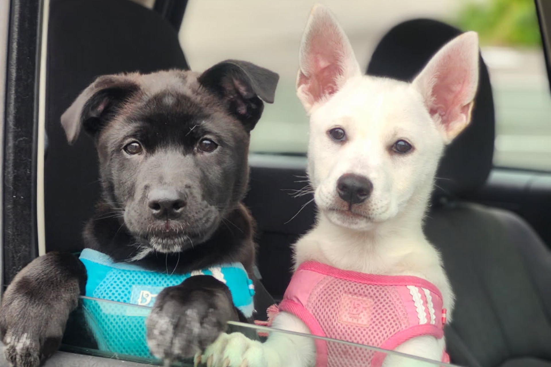 {{ custom_values.service_1 }} in {{custom_values.biz_area_1})