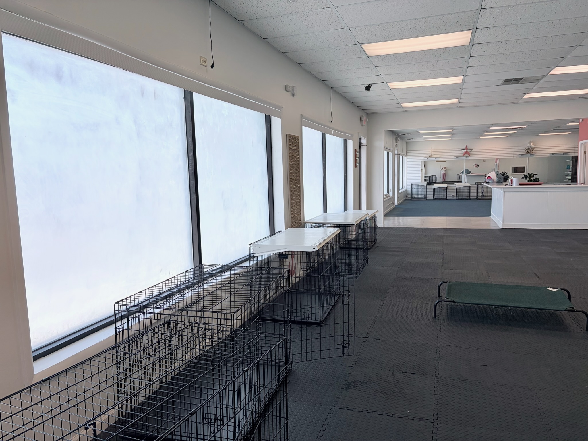 Lower Township Dog Daycare