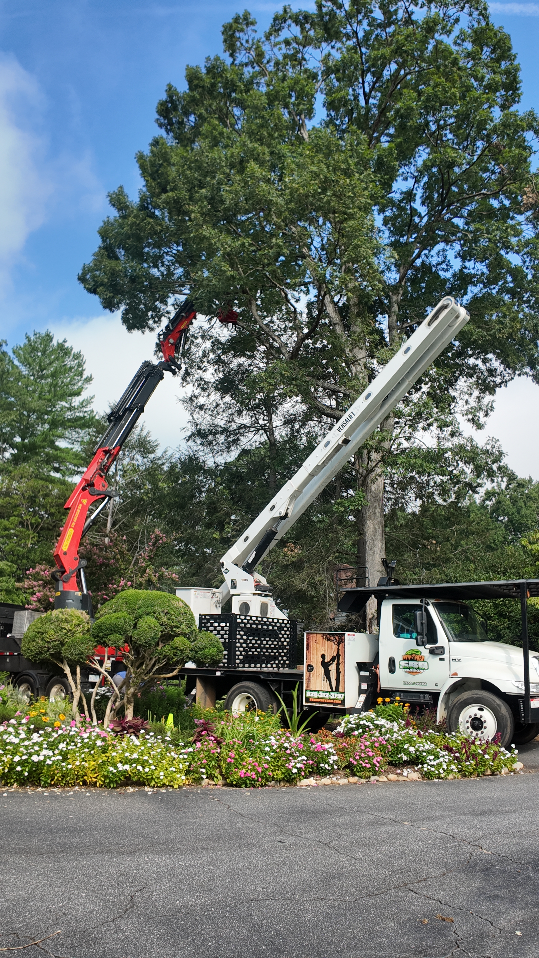 Crane boom into the canopy