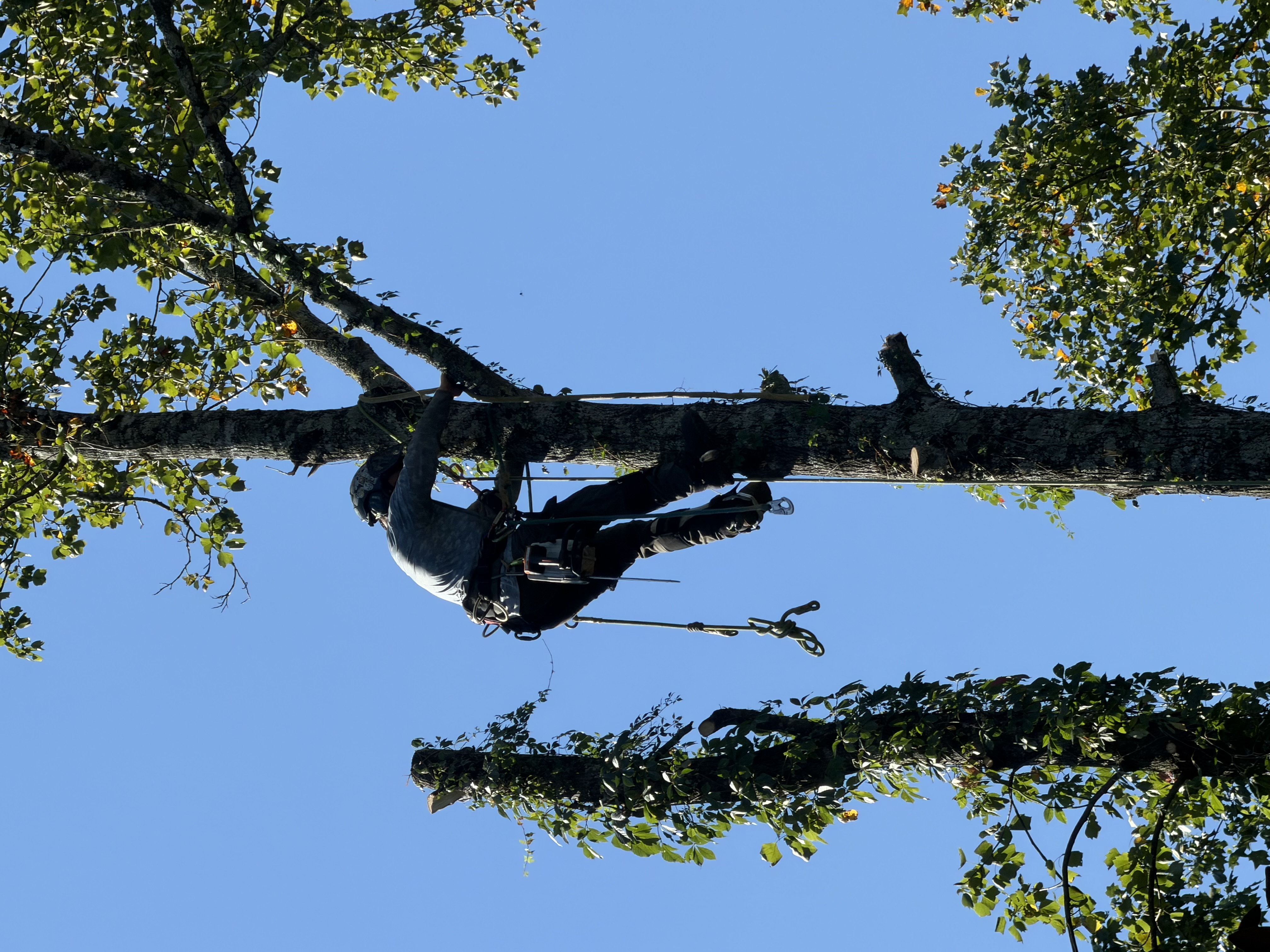 Rigging a limb out