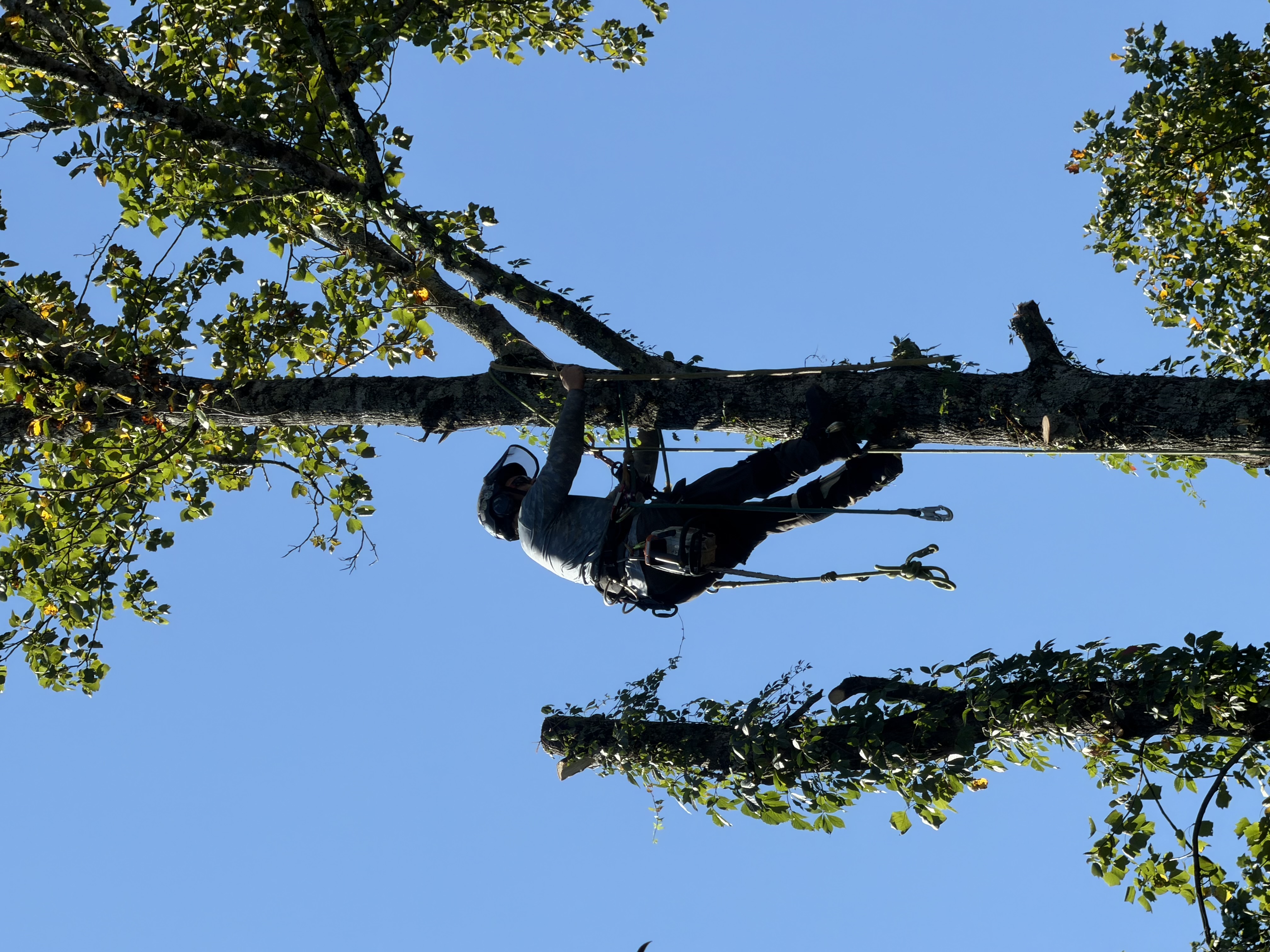 Climbing to the high wood