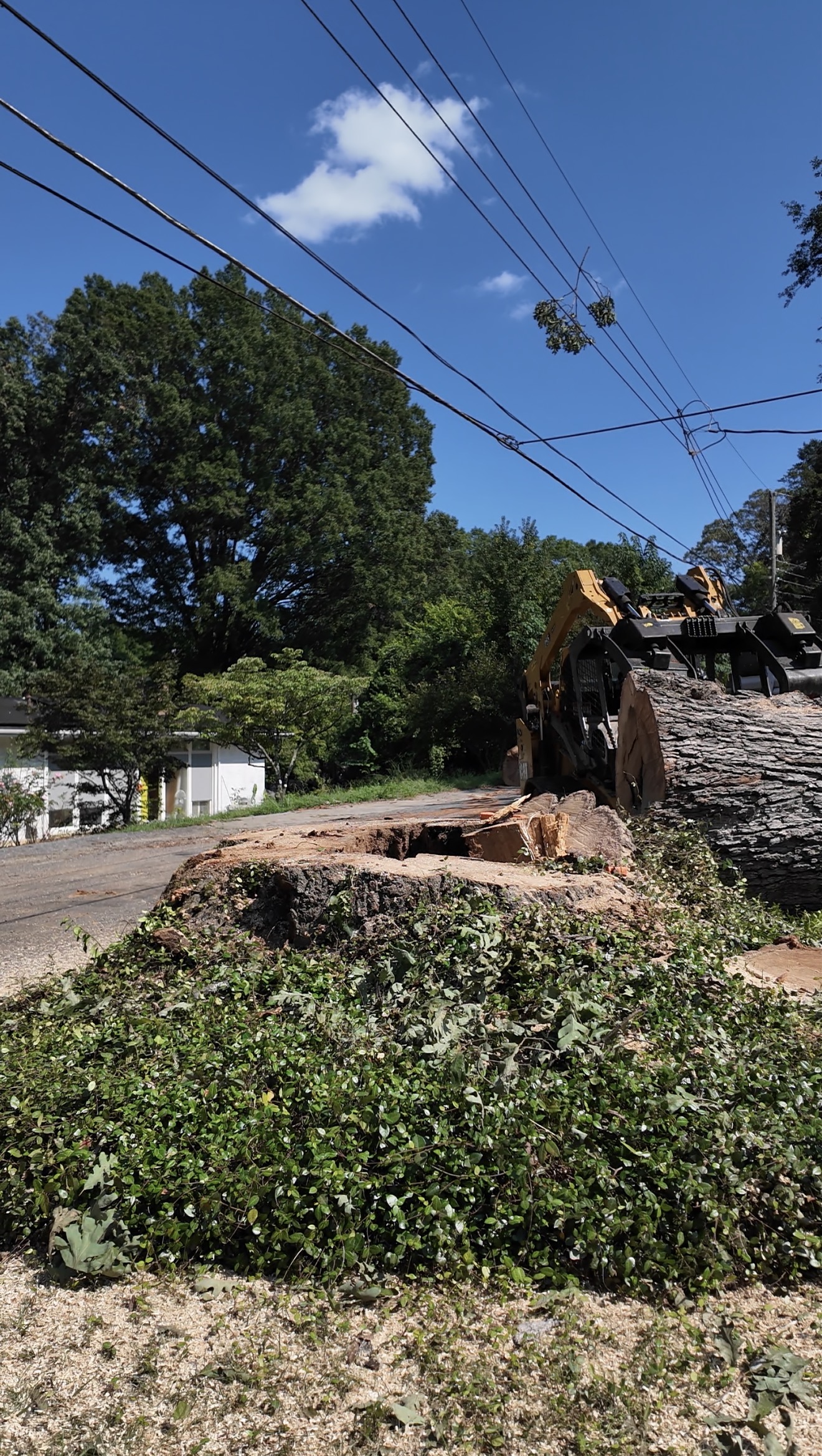Cut sections cleared from the roadside