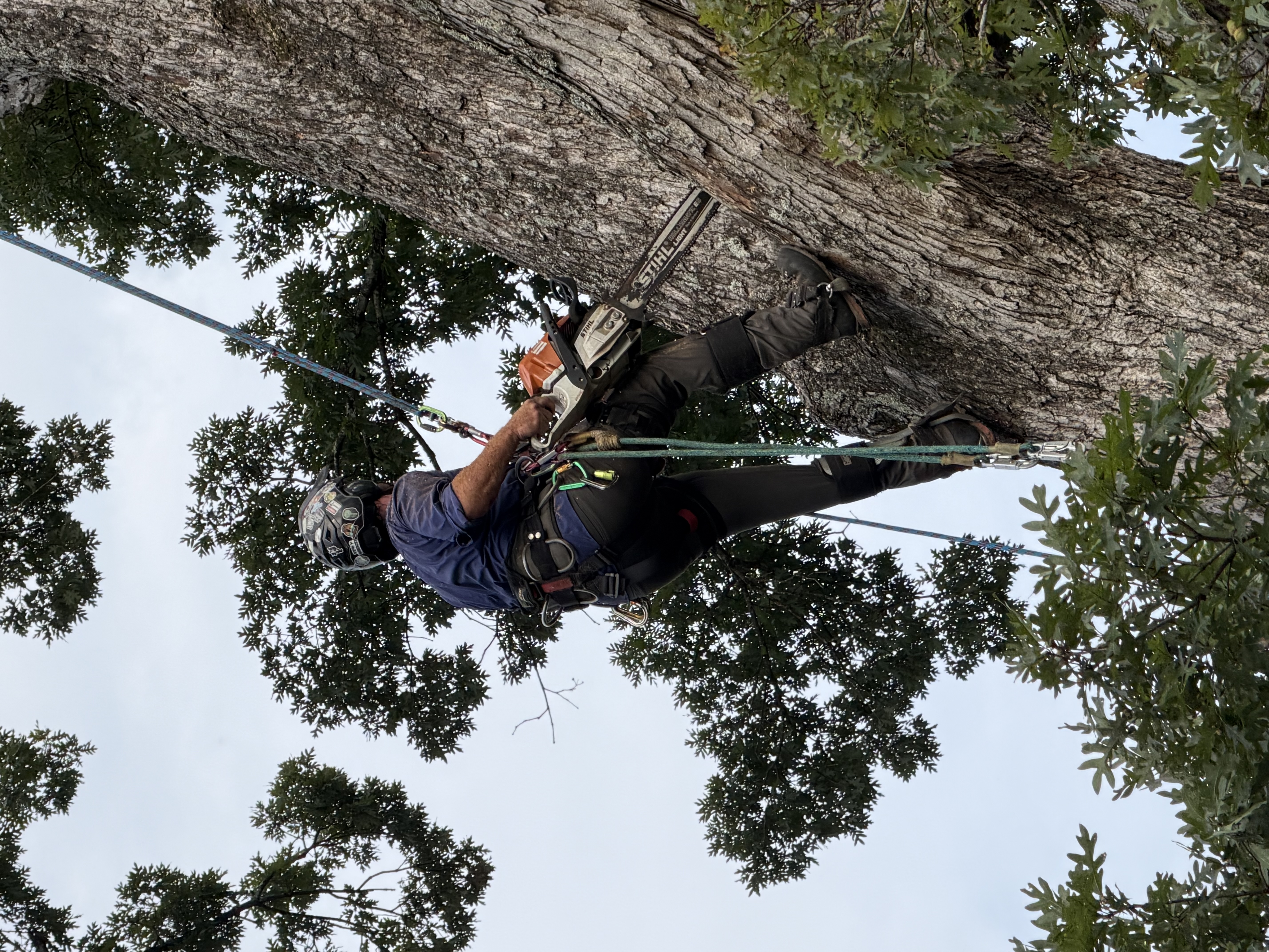 Roped in the canopy