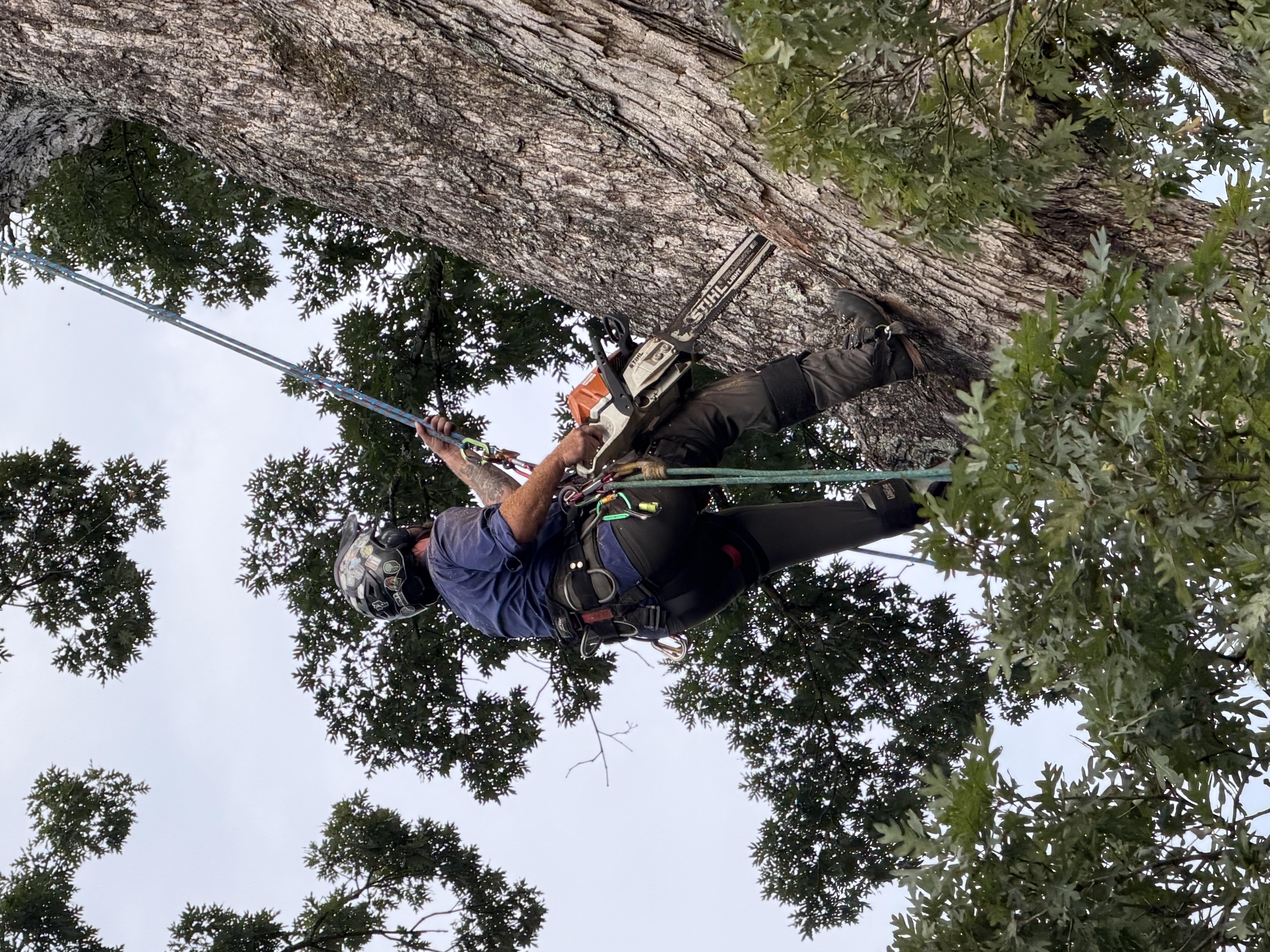 Climber pruning a mature tree