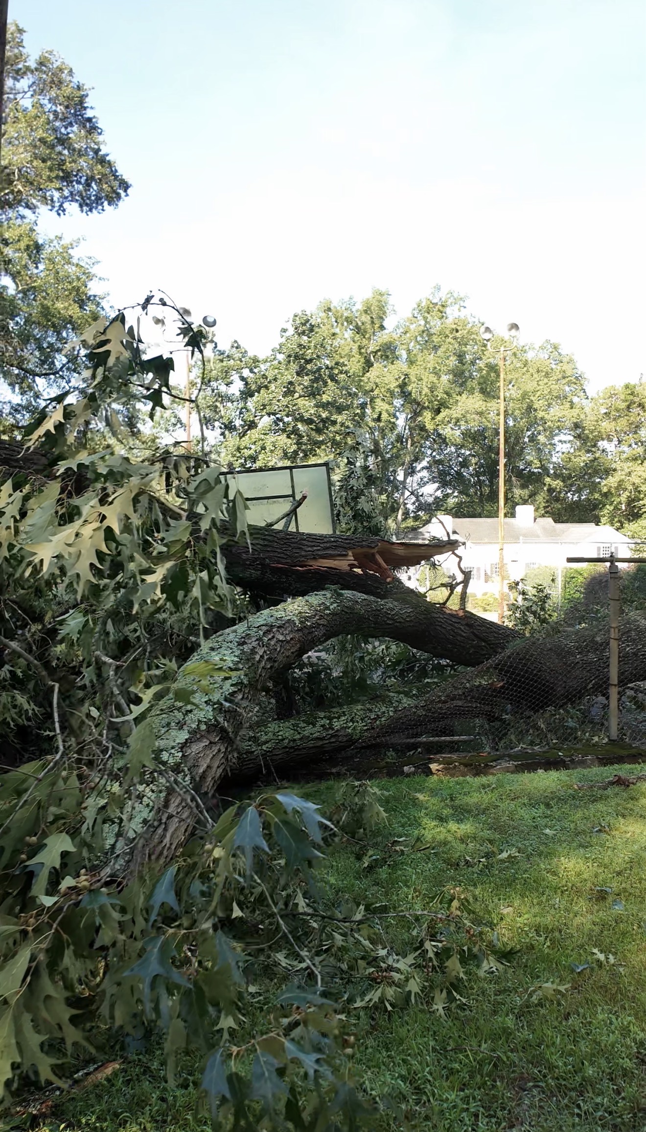 Large tree down