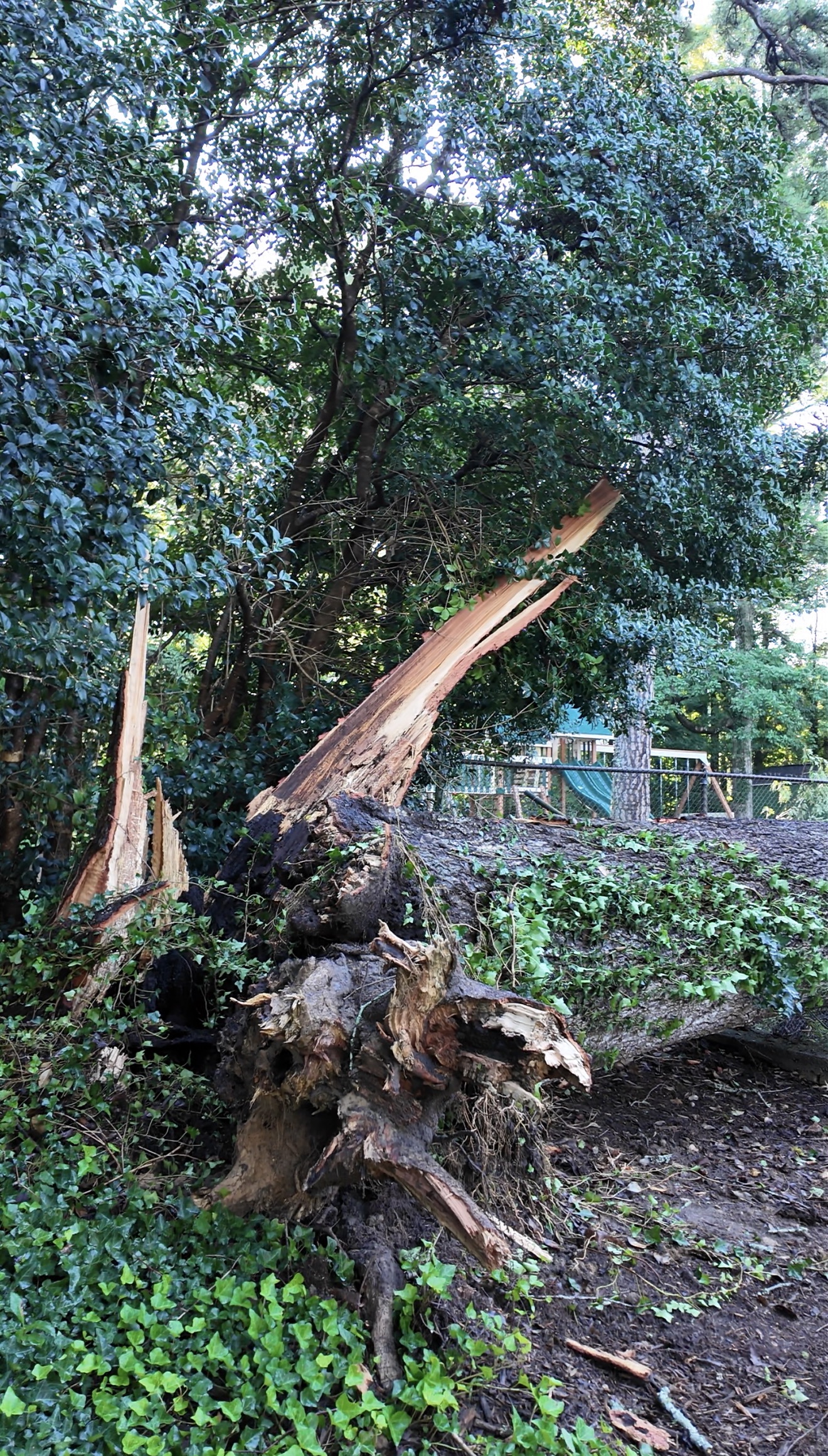 Split trunk after a storm