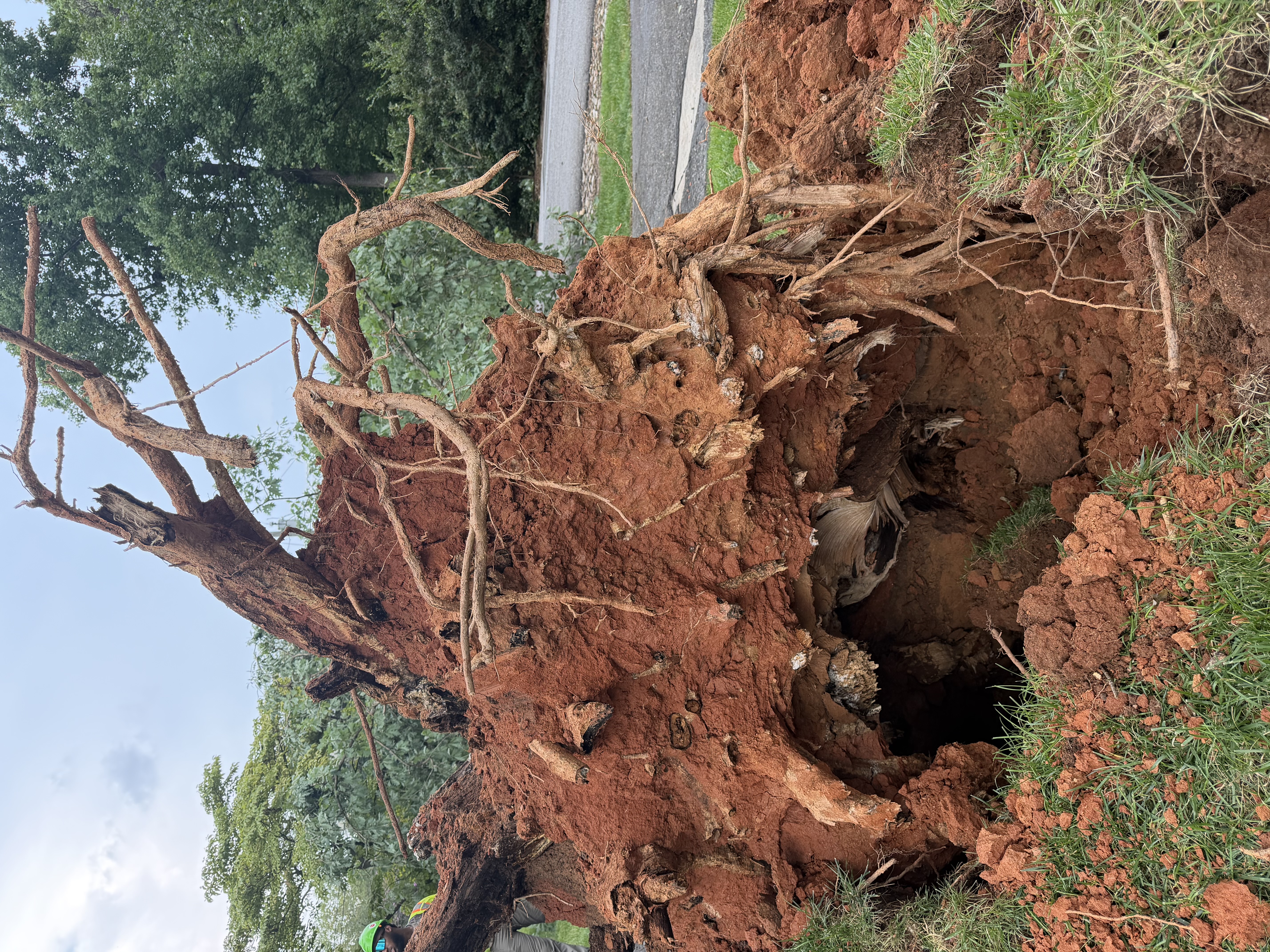 Root plate lifted out of the ground