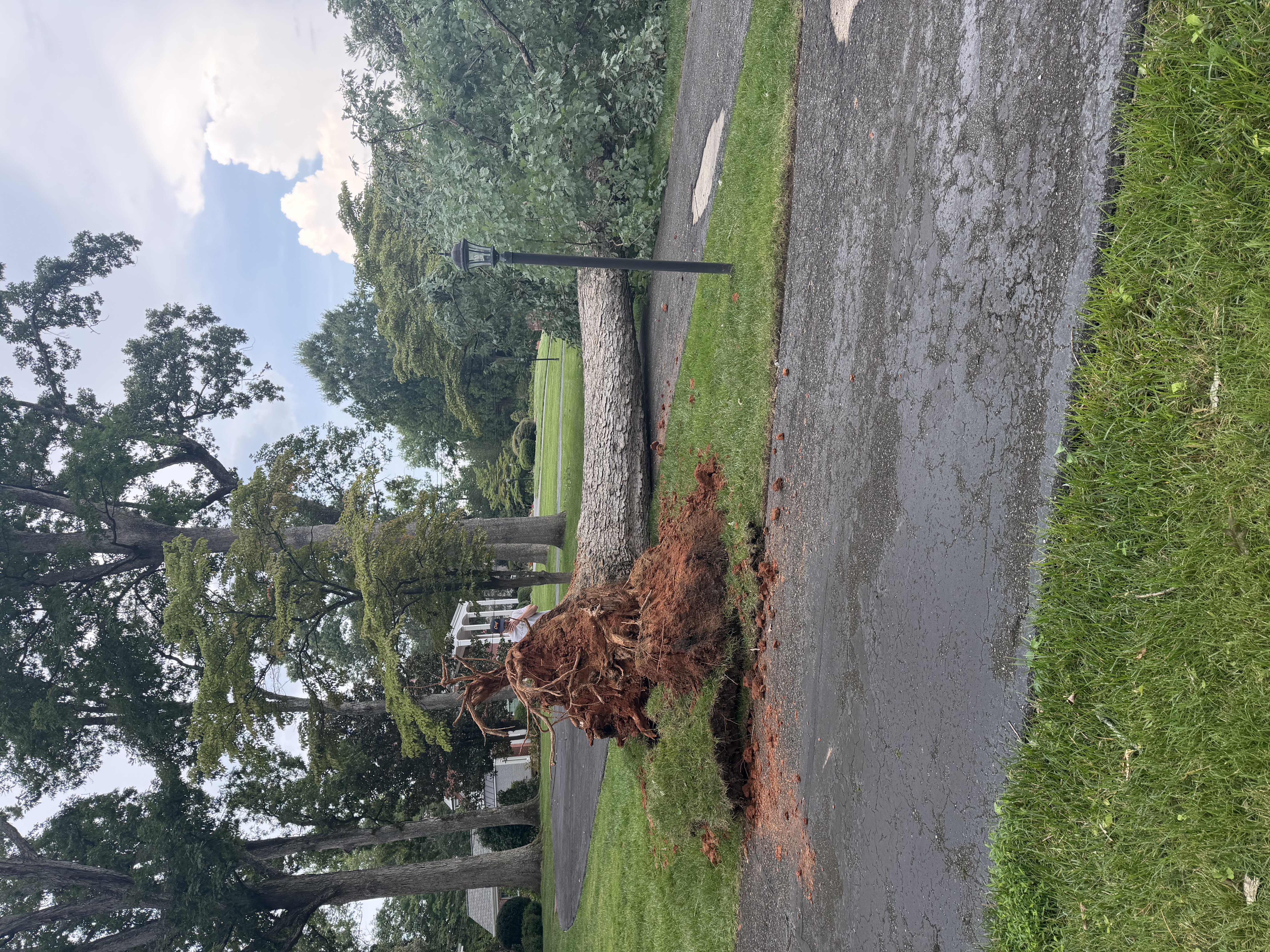 Stump ground out and cleared
