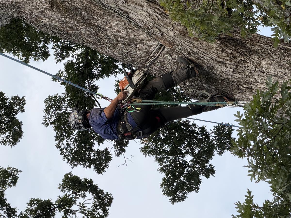 Roped in the canopy