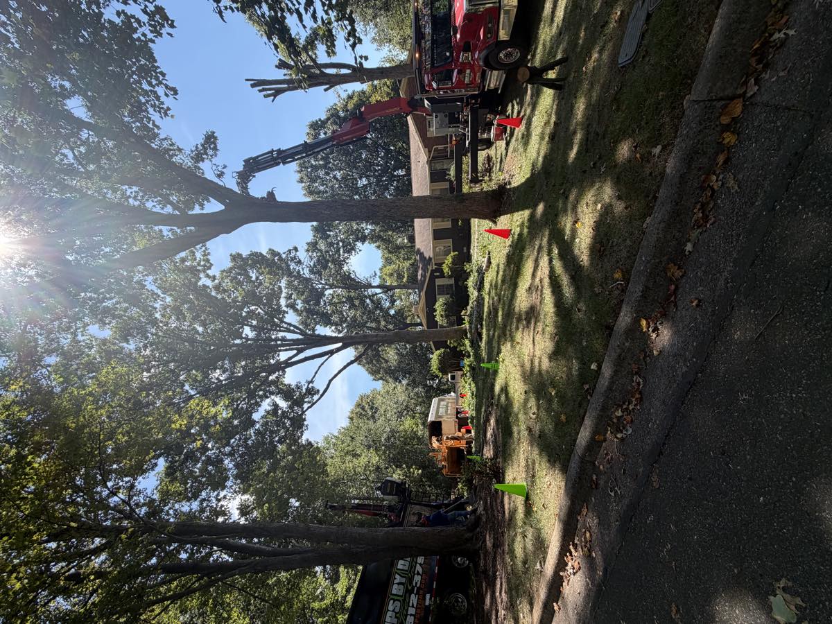 Large tree down
