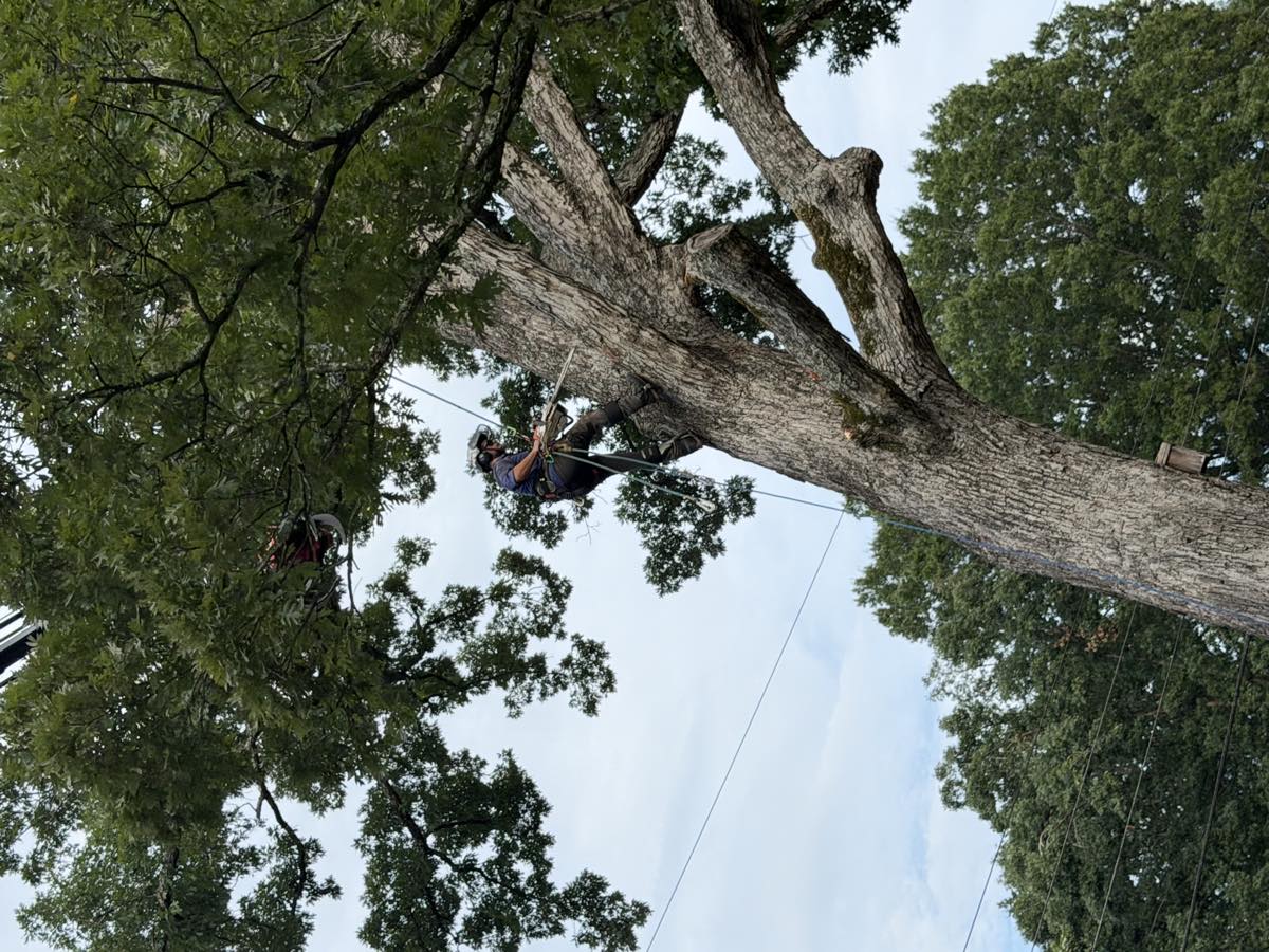 Climber pruning a mature tree