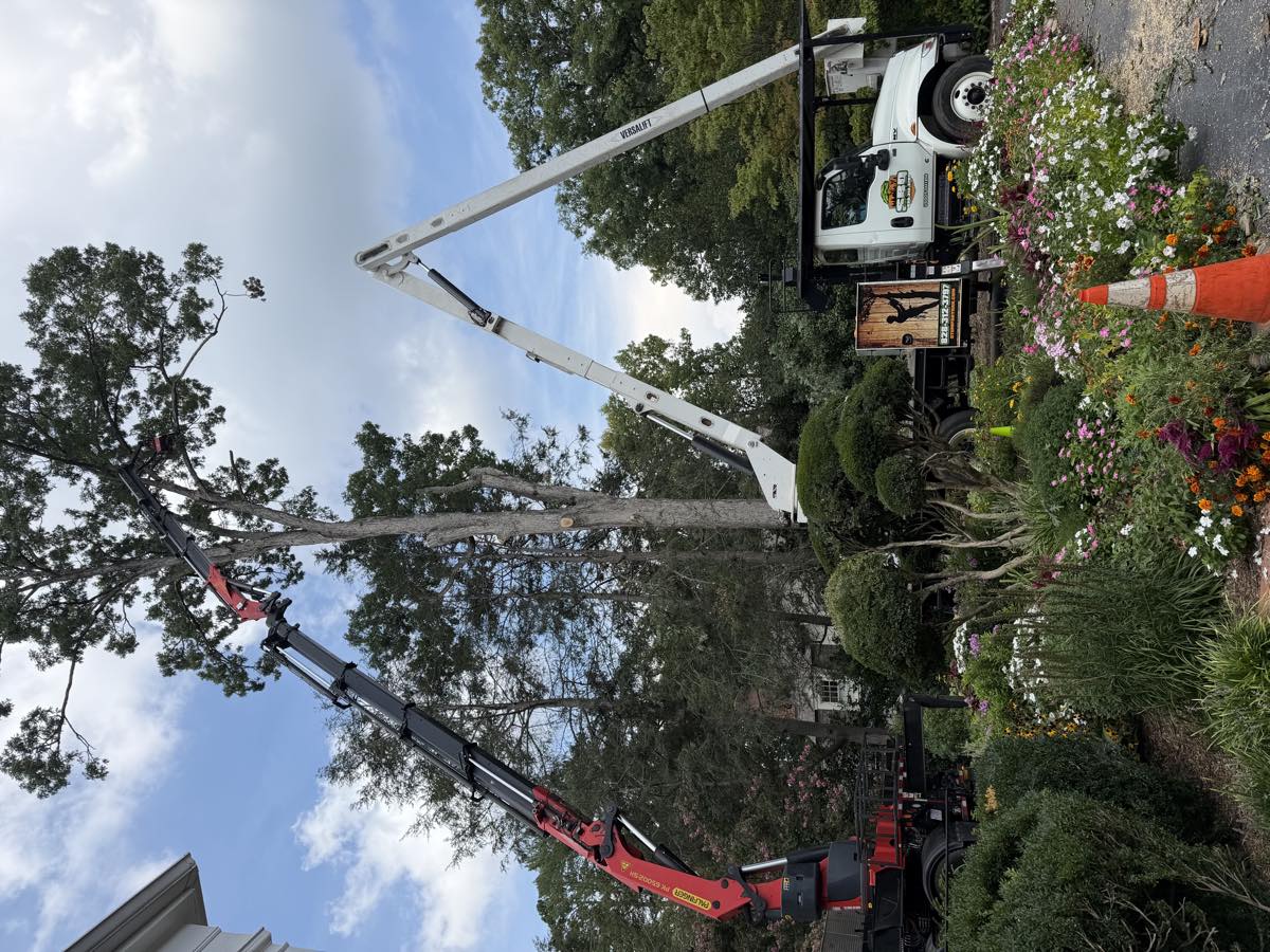 Crane boom into the canopy