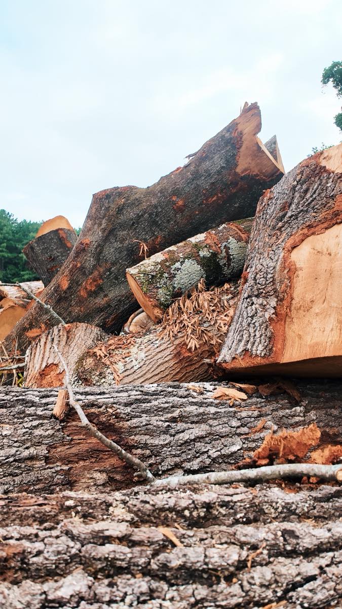 Cut sections cleared from the roadside