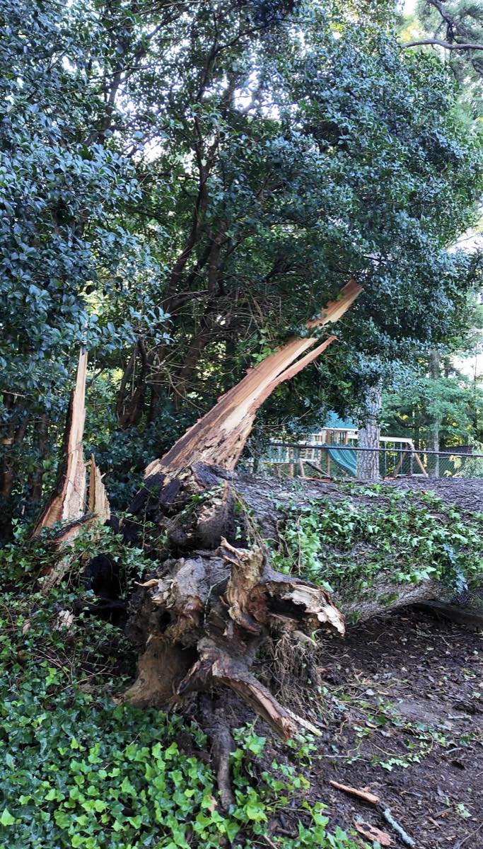 Split trunk after a storm