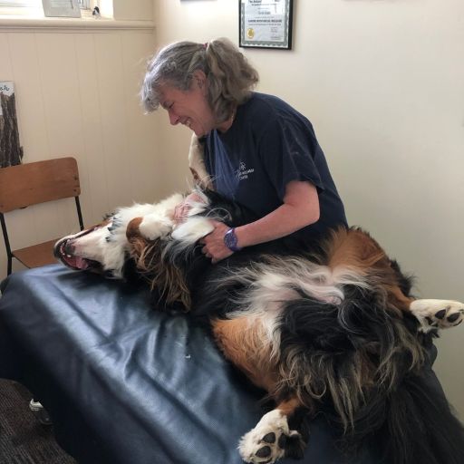 Canine Wellness Centre | Dog Rehabilitation Ontario