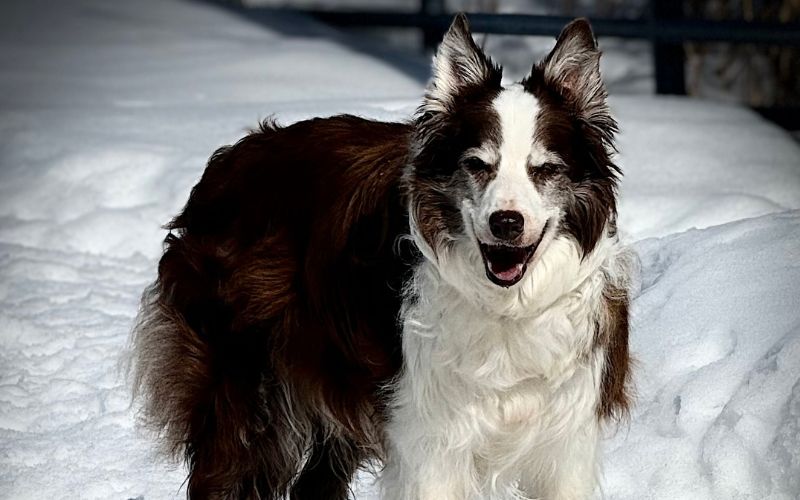 Canine Wellness Centre | Dog Rehabilitation Ontario